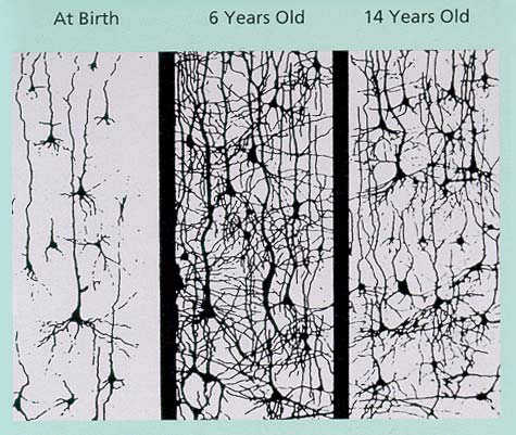 Brain Development Image