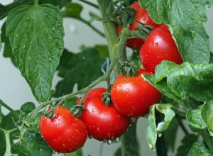 Tomatoes on a vine.