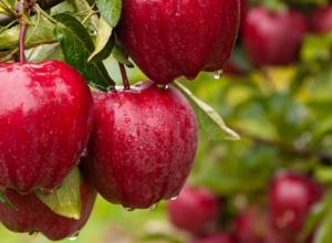 Learning about apples