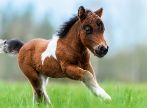 Pony running in field