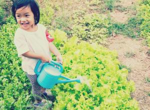 Child watering vegetables that are growing in a garden.