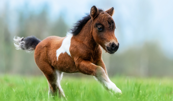 Pony running in field