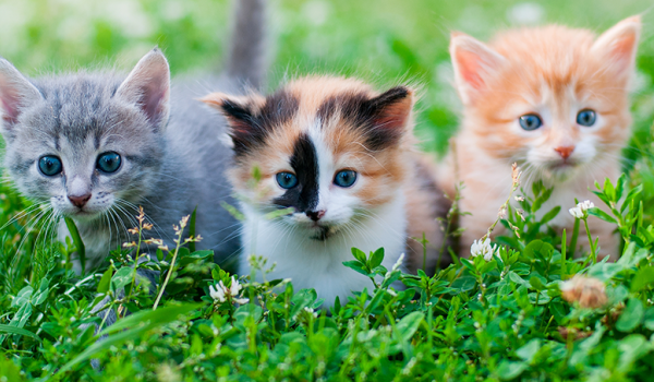 kittens on grass