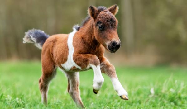 Pony running in field
