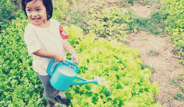 Child watering vegetables that are growing in a garden.