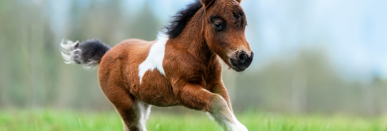 Pony running in field