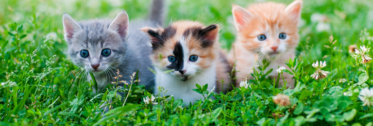 kittens on grass