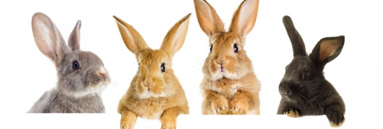 Sleeping Bunnies | Appetite to Play Sleeping Bunnies | Appetite to Play