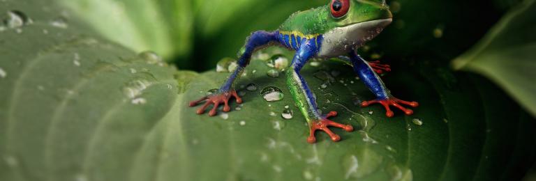 Frog on a leaf.