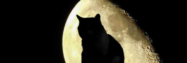 Cat outside the Halloween moon.