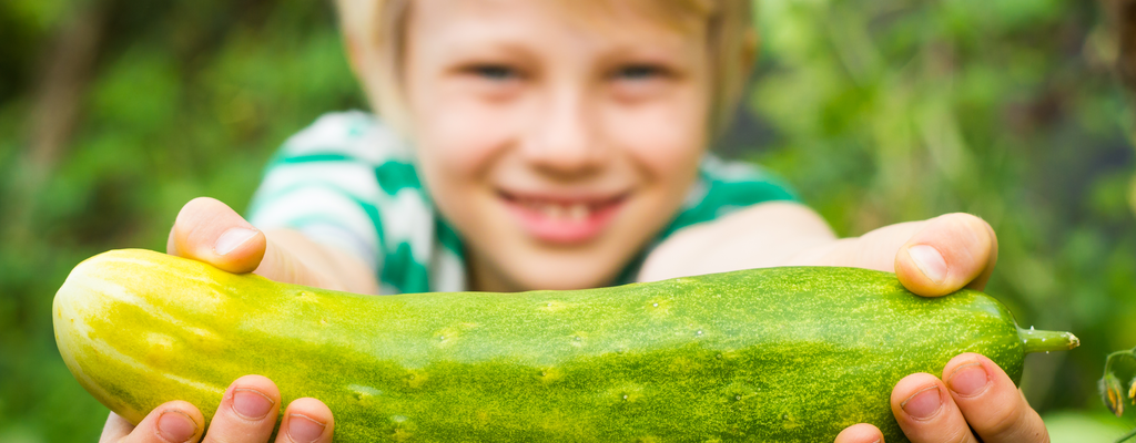 Cucumber ship