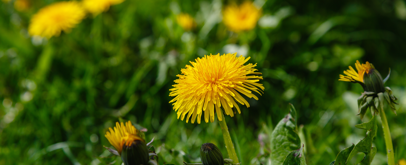 Dandelion