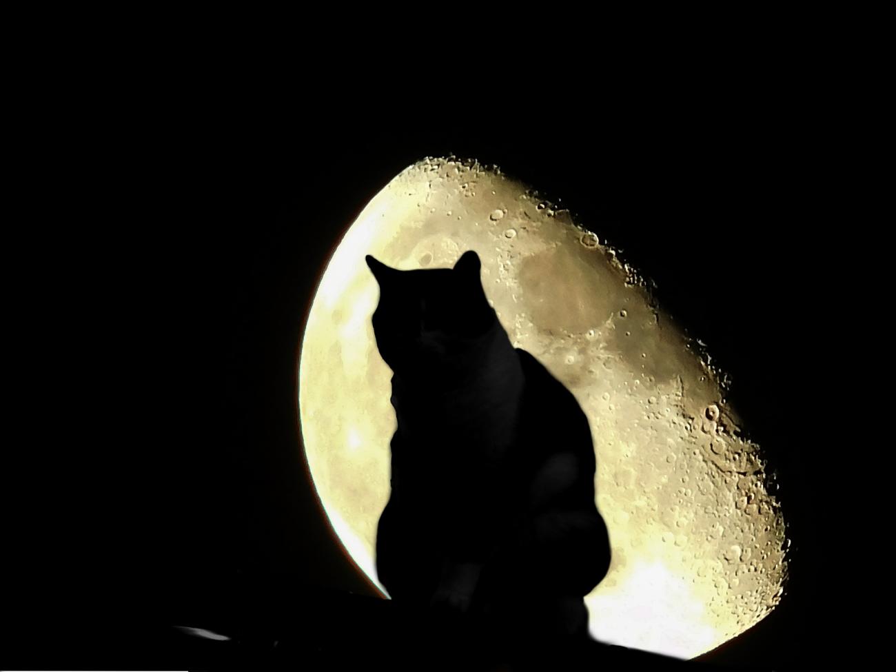 Cat outside the Halloween moon.